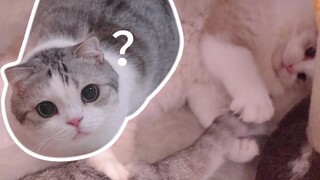 A cat's tail was used as a cat teaser by another cat.