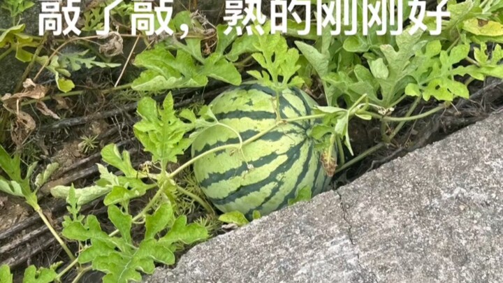 以后我也要做屙瓜人