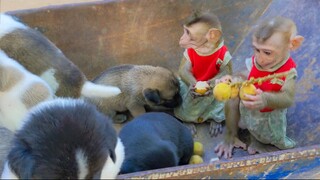 Toto & Yaya are eating fruit & playing with puppies.