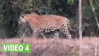 尋找美國虎