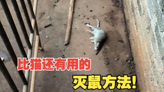 比猫还有用的灭鼠方法！