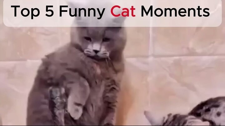 Funniest Cat Moments Ranked!