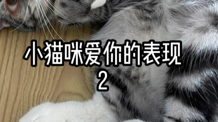 Cara kucing menunjukkan rasa suka 2