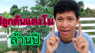 จะเกิดอะไรขึ้นถ้าปลูกแตงโมล้านปี ทำซะเสีย