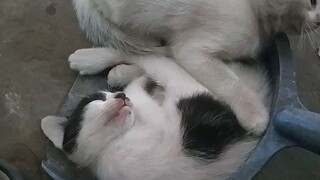 Cats are playing❤️ | বিড়াল গুলো খেলা করছে