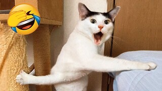New Funny Videos 2023 😍 Cutest Cats and Dogs 🐱🐶 Part 243