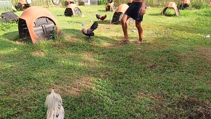 Tazmanian Devil Grey VS White Kelso McLean Spar