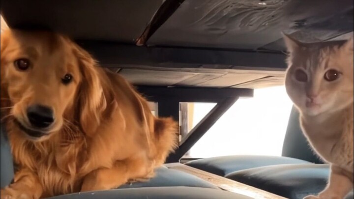 Khi cún con được mèo nuôi lớn