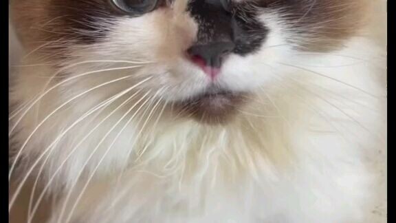 cute cat#2