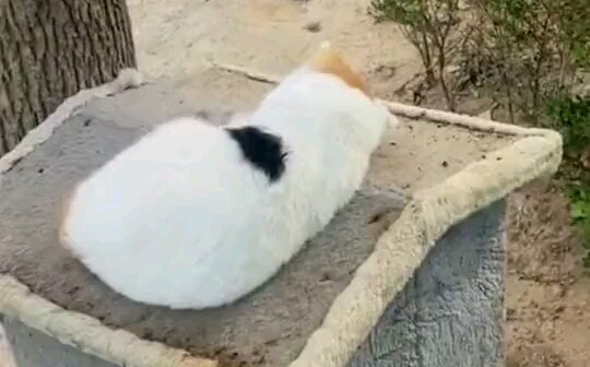 Diam seperti kucing yang tenang, bergerak seperti kucing gila: lambat saat mulai, tapi cepat saat be