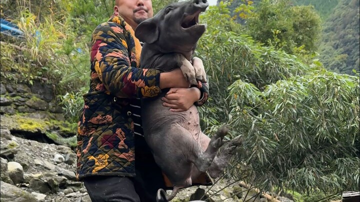 Zhu Zhu: Untuk membalasmu, aku berubah jadi keemasan dan menggoda!