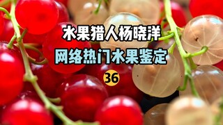 【صائد الفواكه】تحديد الفواكه الشائعة على الإنترنت 36