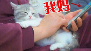 我妈当初说：养这么多猫干嘛？相处几天后，我失宠了！