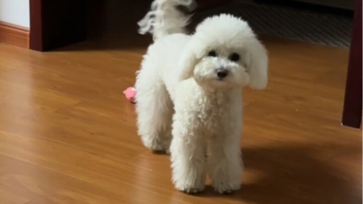 Apakah Doudou benar-benar anjing Bichon Frise asli? Akhirnya akan terungkap!!🥹🥹 #BichonFrise #Kesena