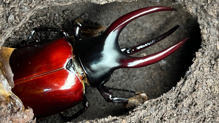 Kong, me? Adult life routine—so handsome!