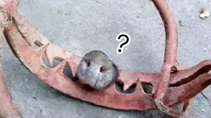 难  蚌 ❺❹