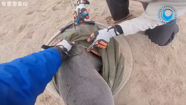 “But Every Rescued Baby Seal Matters”