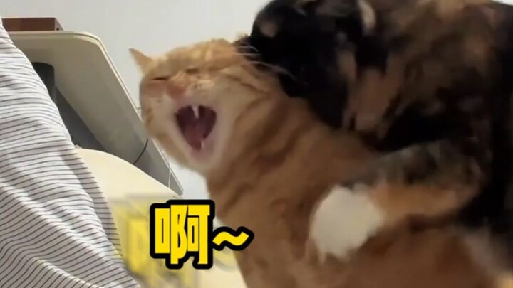 【مؤثرات صوتية للحيوانات】قلت بصراحة، لقد تحدثت عبثًا