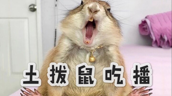 A Groundhog Becomes a Mukbang Streamer, Working to Treat Himself to Snacks (Black-Tailed Prairie Dog