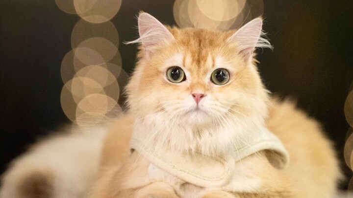 Kucing kecil ini benar-benar pintar sekali!!!