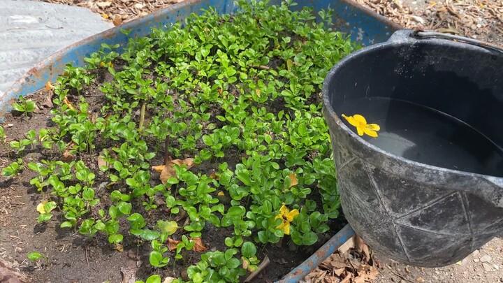 Field day and fruit planting