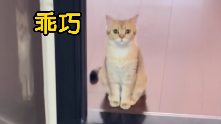 Because the kitten isn't allowed in the kitchen, it's now too scared to go in and fetch the ball—hah