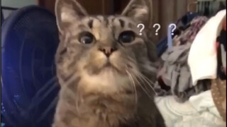 Ning has cat biscuits, right???