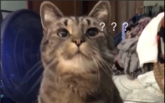 Ning has cat biscuits, right???