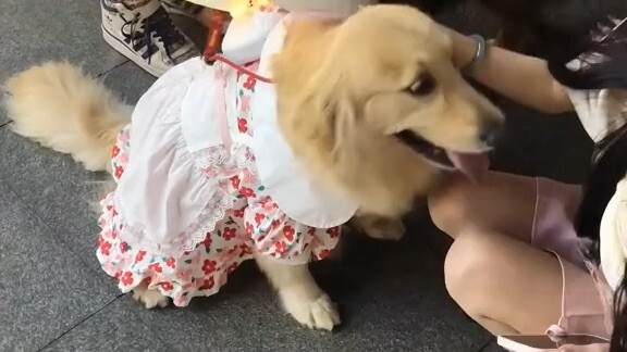 cute golden retriever