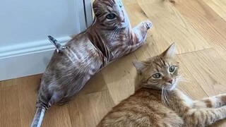 当你买了超丑的抱枕，猫咪最后的反应亮了！
