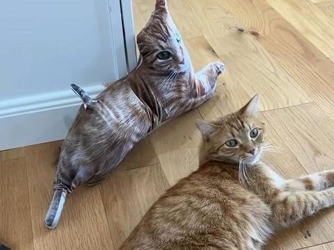 When you buy an incredibly ugly pillow, the cat's final reaction is hilarious!