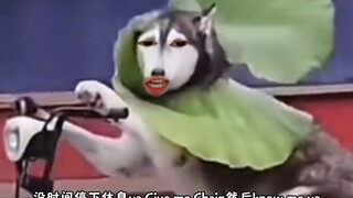 这小电动车我也手拿把掐好吧