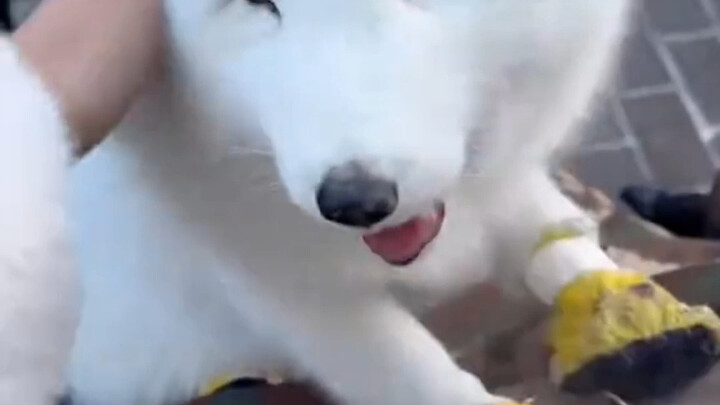 Cáo: Đừng quay nữa, người nhà mà biết tôi làm cái này thì chết mất!