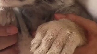 Susu pertama kucing kecil setibanya di rumah