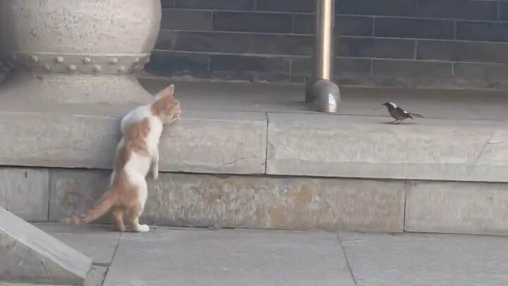 Little Naughty Bird VS Little Silly Cat