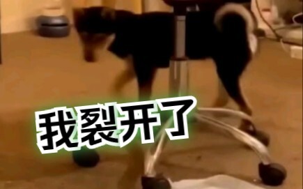 Anjing mengajarimu cara menimbun persediaan makanan