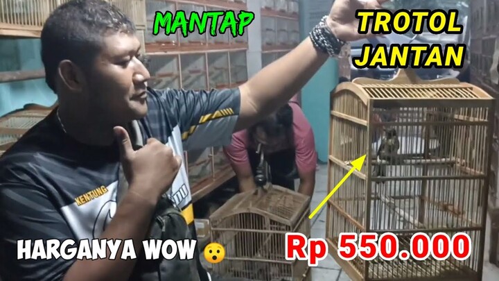 Markasnya Murai di JAKARTA.Trotol Jantan 550 Rb. Update Stock Terbaru di Markas Murai Sersan