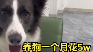 Nuôi chó một tháng tốn bao nhiêu tiền?