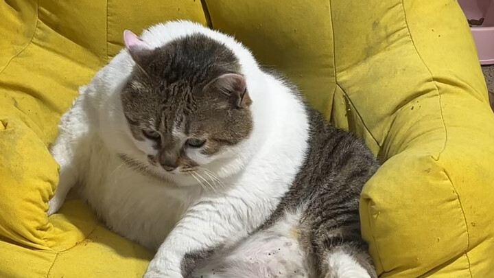 Now it's all sorted—both he and his junk have come in.