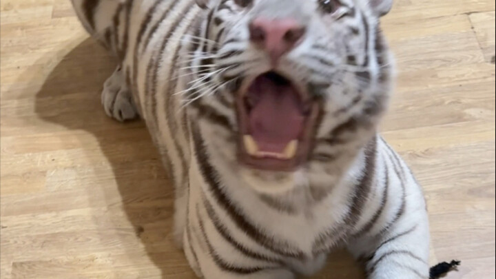 猫儿戴猫耳帽