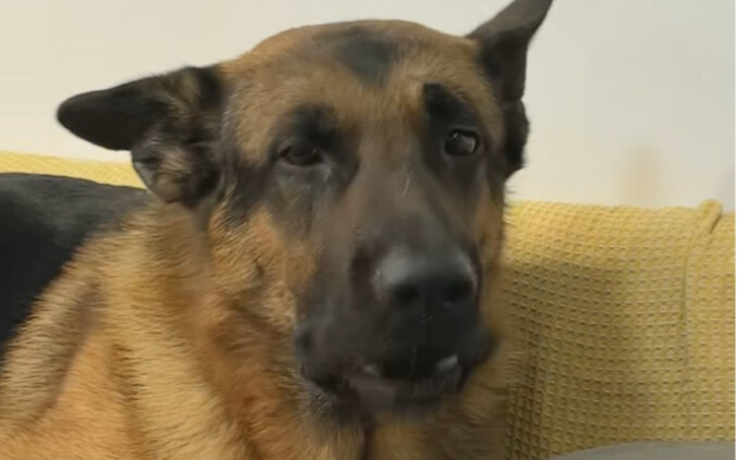 Tolong aku, kenapa anjingku jadi begitu galak?