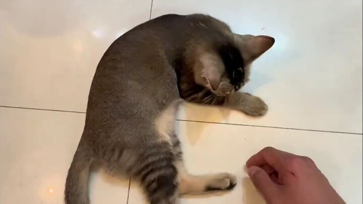 แมวกัดคน อย่าตีมัน อย่าทำร้ายมันด้วยความเงียบ หรืออดอาหารมัน ให้ใช้วิธีนี้เลย ทั้งง่ายและได้ผล