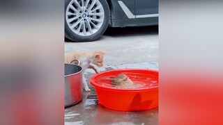 Ê bơi làm gì. Ra đây chơi với kao đi pet cat mèo thucung