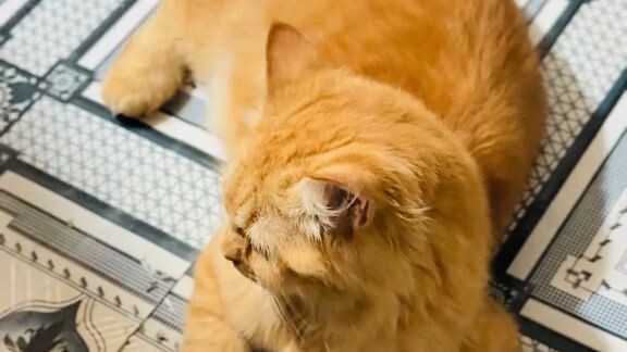 #A little face, a whole lot of cuteness 😻🐾 #cat #cute #kitten #shorts #viralshorts #kitty 💖✨