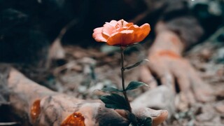 Chi tiết: Anh ấy đã lấy được những bông hoa mà Tiểu Dao không có, thế nên Tiểu Dao đã cứu anh ấy! Ch