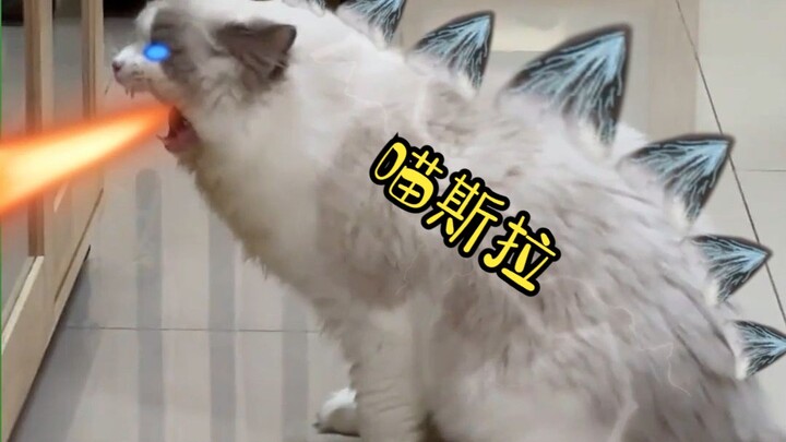 喵斯拉