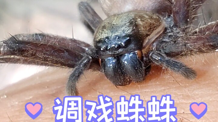 Tease the cute Lycosa spider