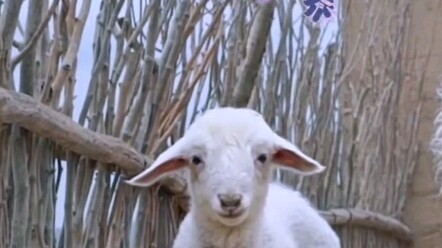 Cuplikan di balik layar "Mountains and Seas" tentang pengembangan diri aktor Little Lamb