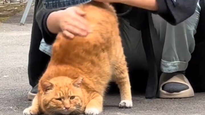 “Apa yang Dilakukan Kucing-Kucing Setelah Masuk Universitas?”