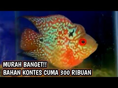 Bahan ajib untuk kontes.. Louhan Bonsai cuma 300 rb
